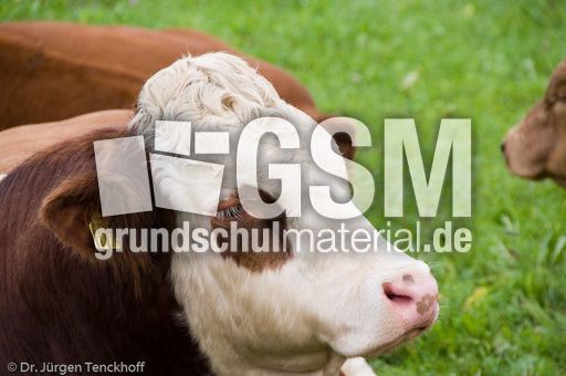 Hausrind (144 von 174).jpg